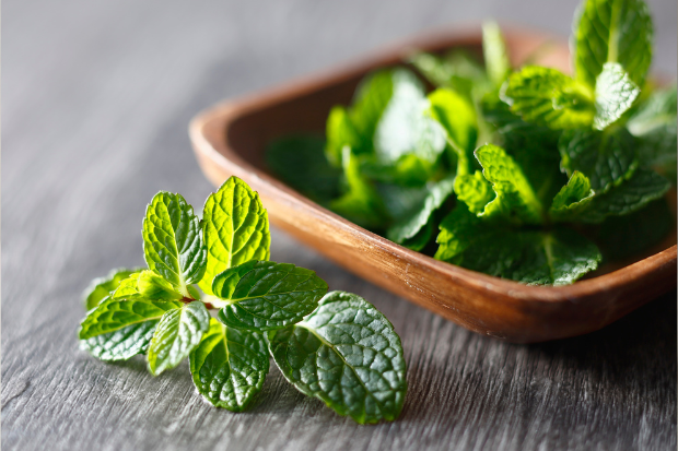 Daun Mint Membuat Napas Lebih Lega