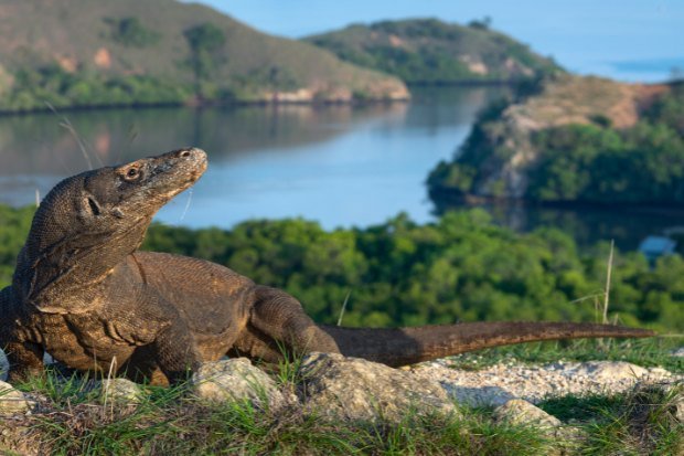 Letak dan Karakter Alam Pulau Komodo