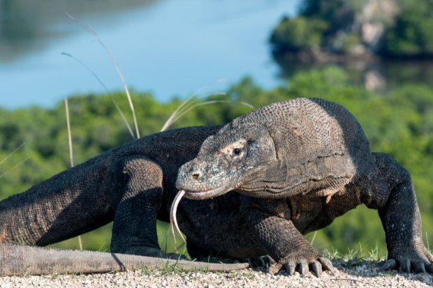 Peran Pulau Komodo bagi Indonesia