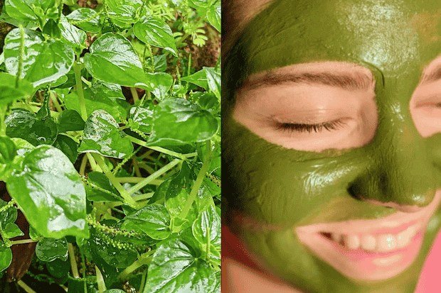 Cara Mengolah Daun Sirih Cina dengan Benar