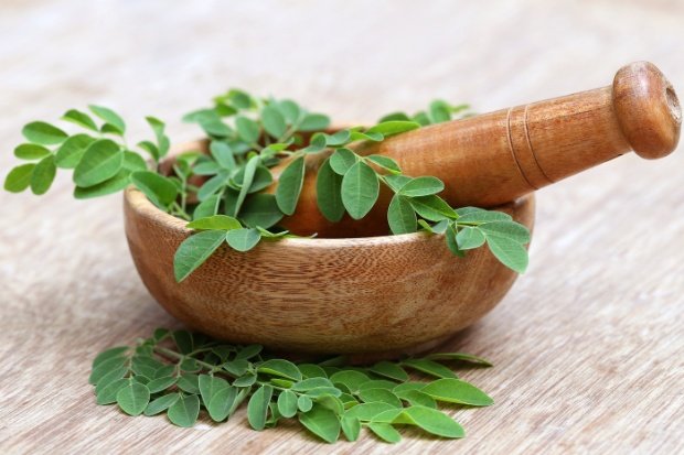 Khasiat Daun Kelor dalam Dunia Kesehatan Modern