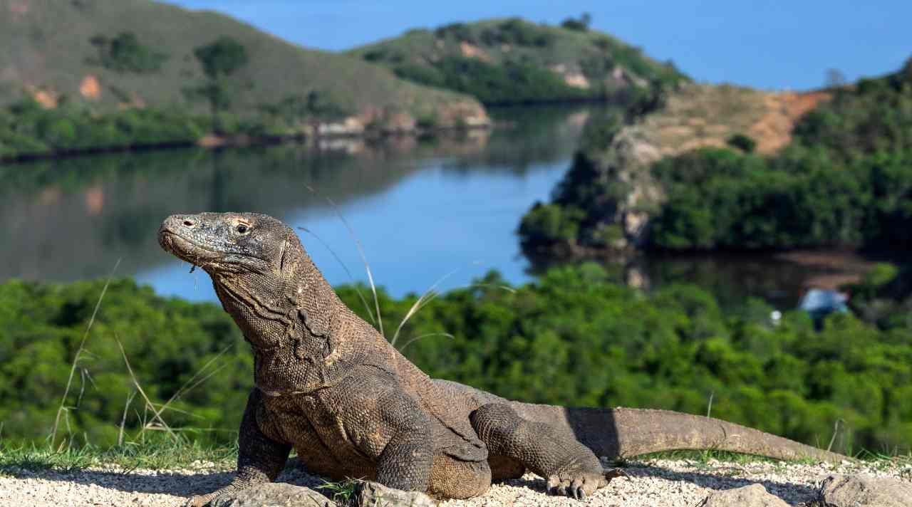 Pulau Komodo, Ikon Alam Indonesia yang Mendunia
