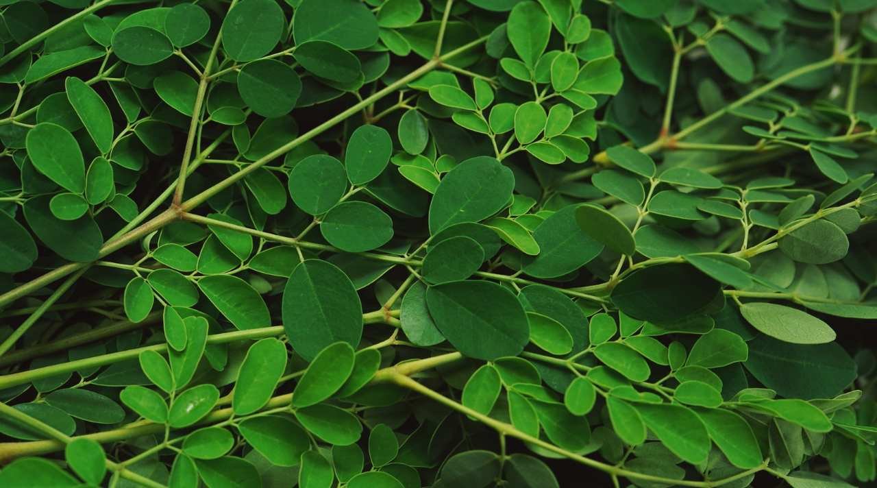 Riset Terbaru Ungkap Khasiat Daun Kelor untuk Tubuh