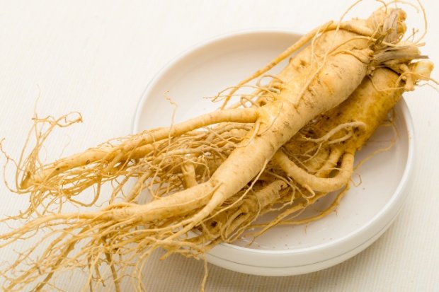 Budidaya Ginseng dan Tantangan Alamnya