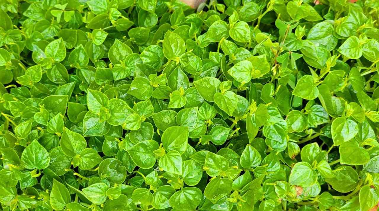 Manfaat Daun Sirih Cina untuk Kesehatan Tubuh