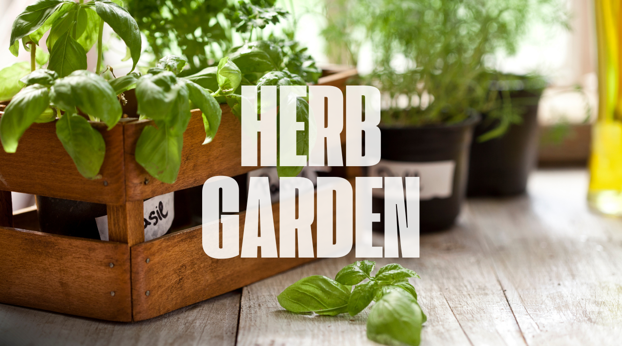 Menanam Bumbu Dapur Sendiri di Ruang Terbatas